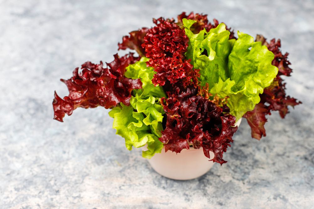 Selada merah sering jadi isian salad dan sandwich, berikut sederet manfaatnya untuk kesehatan tubuh.