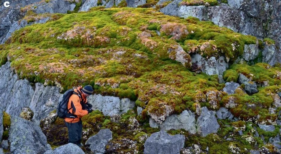 Antartika menghijau. Perubahan ini dianggap sebagai dampak dari pemanasan global, yang semakin mempercepat pertumbuhan lumut di wilayah tersebut.