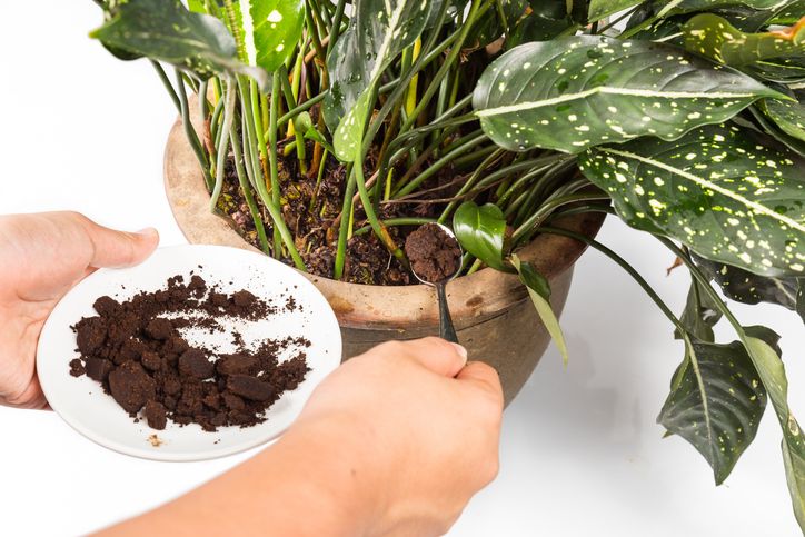 Ampas kopi punya banyak manfaat tak terduga untuk kebutuhan rumah tangga, apa saja manfaatnya? Yuk, simak.