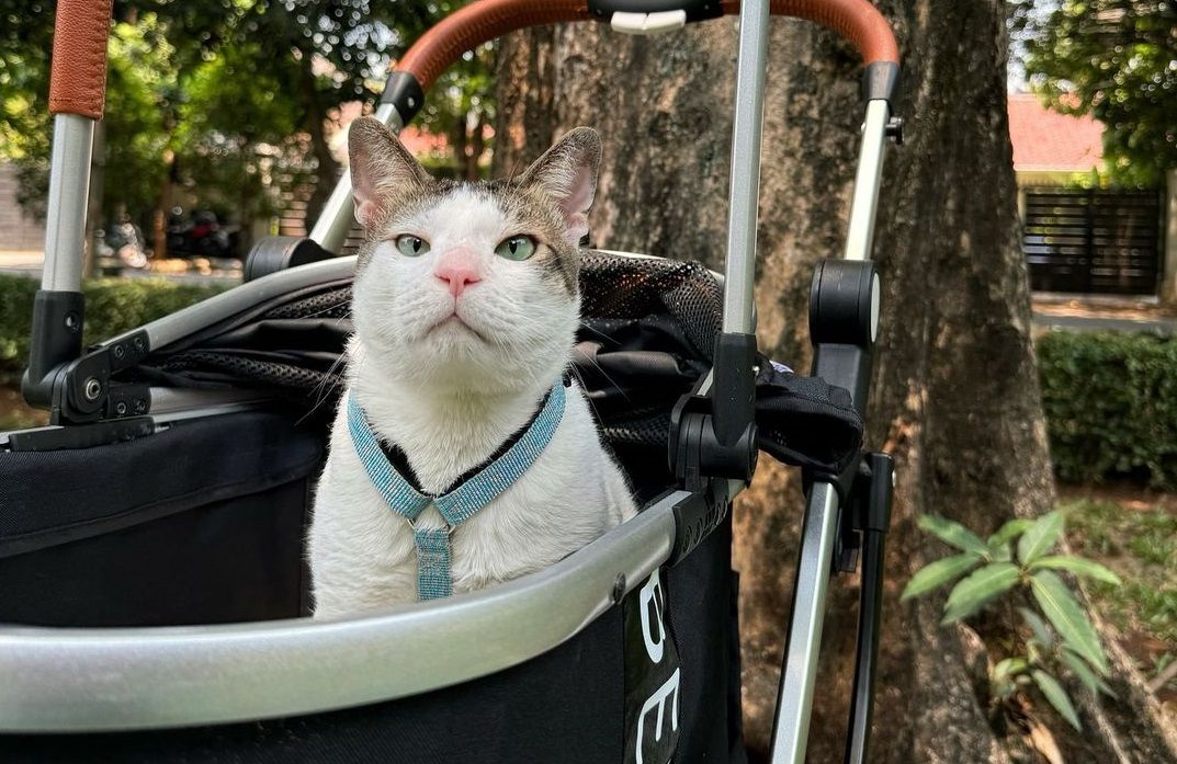 Bobby Kertanegara, kucing kesayangan Prabowo Subianto juga diboyong ke Istana Merdeka. Berikut potretnya.