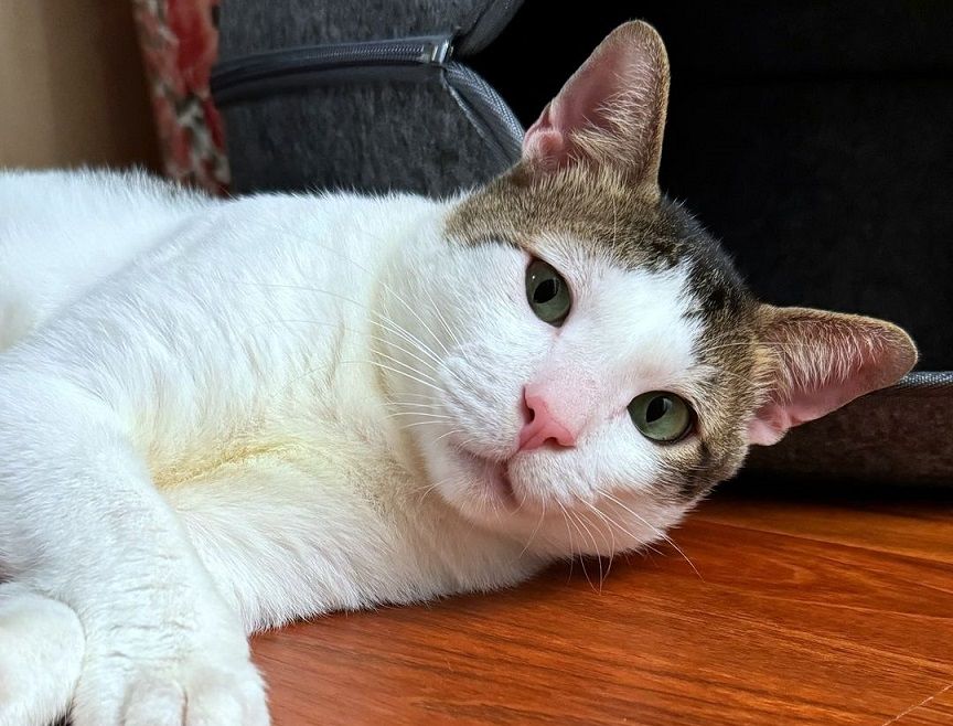 Seperti Bobby Kertanegara, ternyata ini tiga hal yang perlu diperhatikan ketika akan mengadopsi kucing liar.
