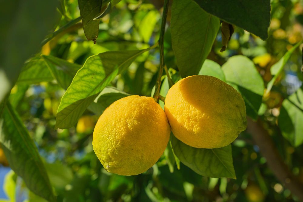 Sering jadi pertanyaan, rupanya tiga hal ini bisa menjadi penyebab daun tanaman lemon menguning. Bagaimana cara mengatasinya?