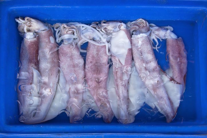 Pencinta seafood perlu tahu tips menyimpan cumi-cumi di kulkas agar awet dan tidak meninggalkan bau amis.