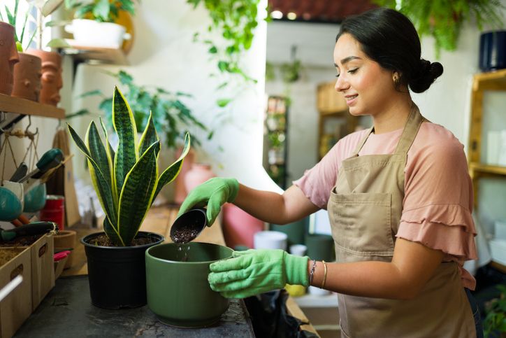 Tak boleh sembarangan, berini tips memindahkan tenaman lidah mertua ke pot baru. Simak ulasan lengakapnya!