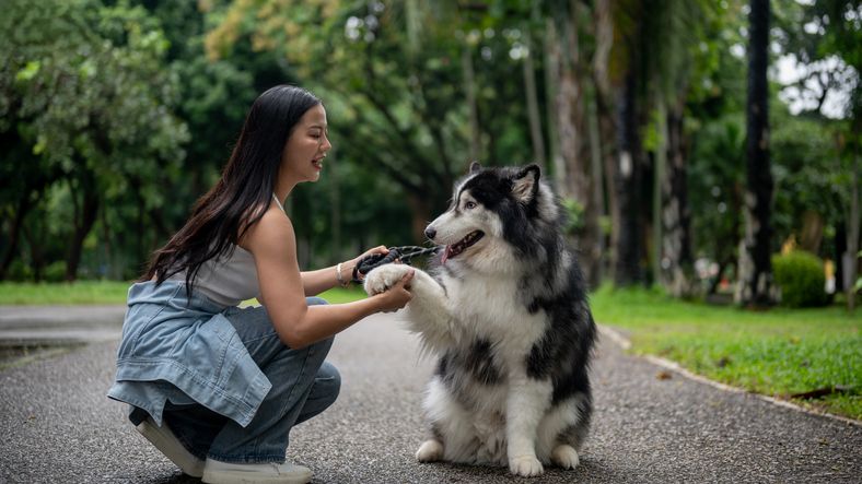 Profesi bidang jasa pet sitting sedang banyak diminati di Singapura. Yuk, simak informasi tentang pet sitter!
