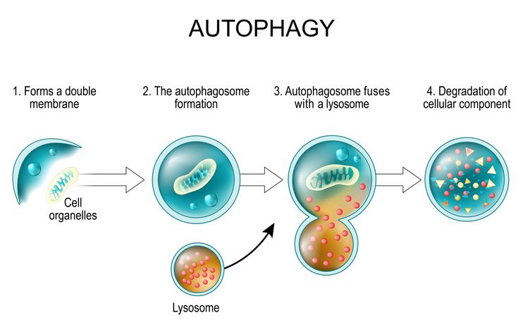 Apa itu autophagy? Simak proses daur ulang pada sel tubuh yang terjadi saat tidak makan dalam jangka waktu tertentu seperti ketika puasa.