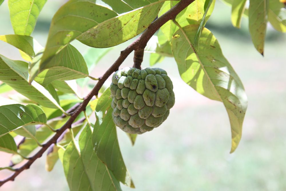 Sedang musim dan banyak dijual di pasar, berikut ragam manfaat tak terduga dari buah srikaya. Apa saja?