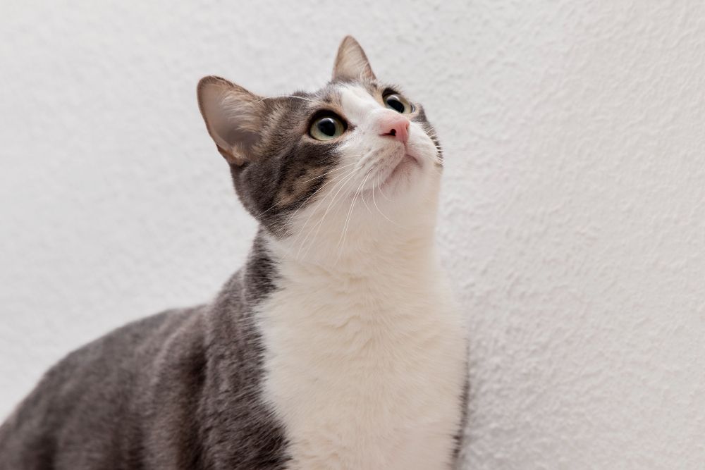 Walaupun disukai manusia, lima aroma ini ternyata tidak disukai oleh kucing peliharaan. Apa saja jenis aroma tersebut?