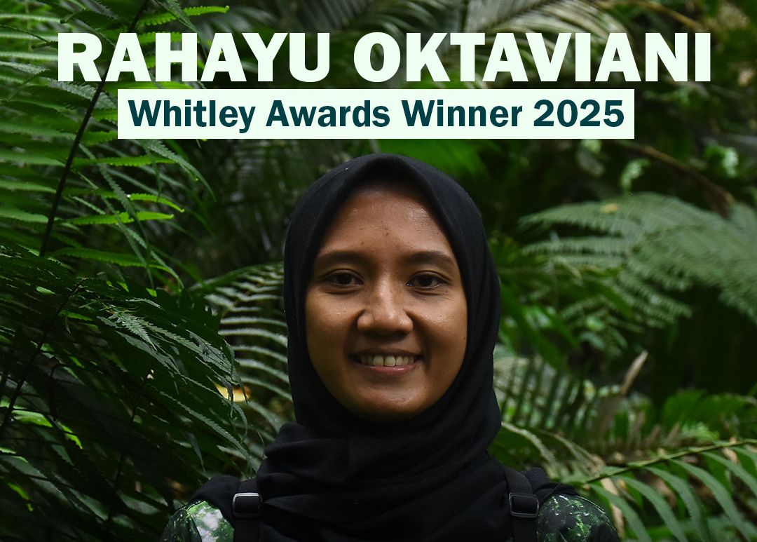 Rahayu Oktaviani jadi perempuan Indonesia pertama peraih penghargaan Whitley Award karena pelestarian Owa Jawa. Siapa dia?