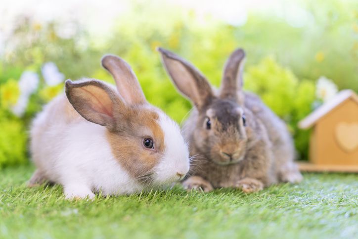 Berbagai fakta tentang kelinci yang harus kamu ketahui sebelum memelihara binatang imut yang satu ini.