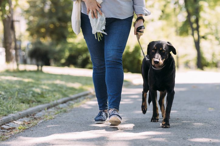 Pendiri layanan hewan peliharaan ungkap waktu terbaik mengajak anjing jalan-jalan. Sudah tepatkah yang kamu lakukan?