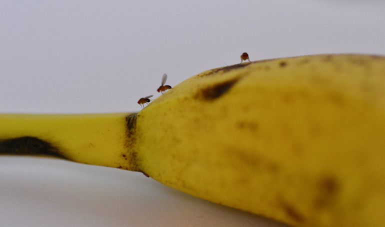 Buah di rumah mengundang lalat buah? Begini tips efektif mengusir lalat buah dan mencegahnya kembali lagi.