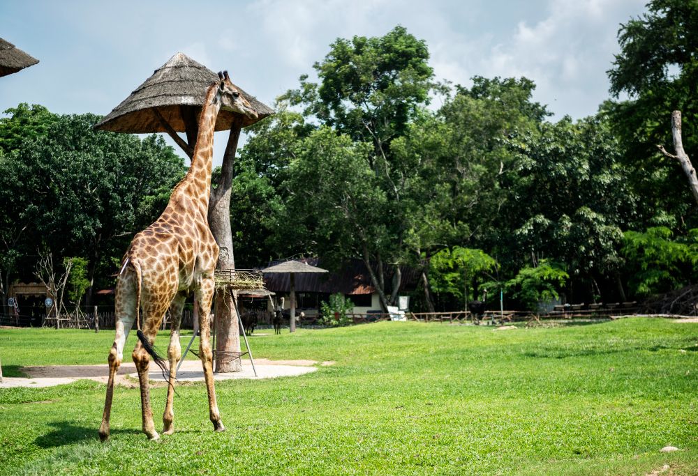 Setelah polemik internal yang membuatnya tutup sementara waktu, kini Bandung Zoo kembali dibuka dengan harga tiket segini!