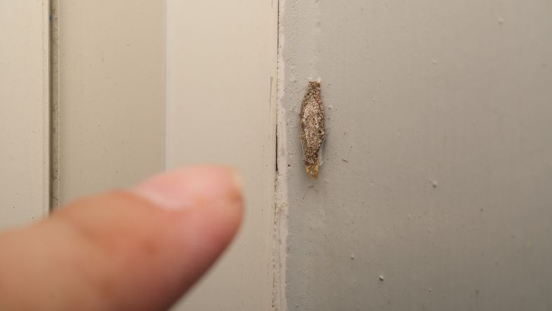 Keberadaannya bisa mengganggu, begini cara membasmi serangga kamitetep yang kerap ditemukan menempel di dinding rumah.