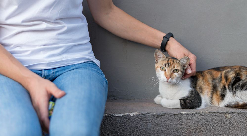 Sering jadi pertanyaan, ternyata ini alasan mengapa kucing peliharaan sering menjilati pemiliknya. Simak, ya!