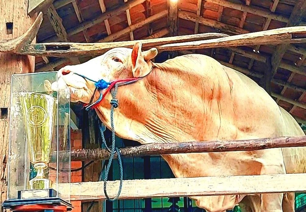 Berikut ini beberapa berita yang banyak dicari di kanal trending topic, Selasa (12/7/2022) Mulai dari sapi Jokowi hingga dugaan pelecehan seksual