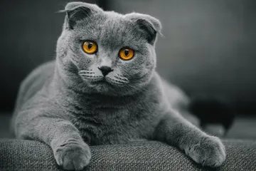 Scottish Fold, salah satu ras kucing yang jarang mengeong