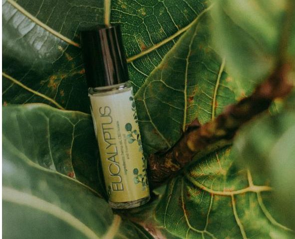 Manfaat minyak kayu putih atau eucalyptus oil untuk berbagai barang rumah tangga. Yuk, simak informasinya!