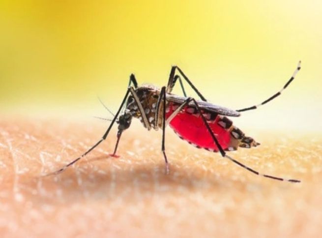 Para ahli entomologi mengungkap cara mengusir nyamuk, salah satunya dengan menyalakan kipas angin. Seperti apa?