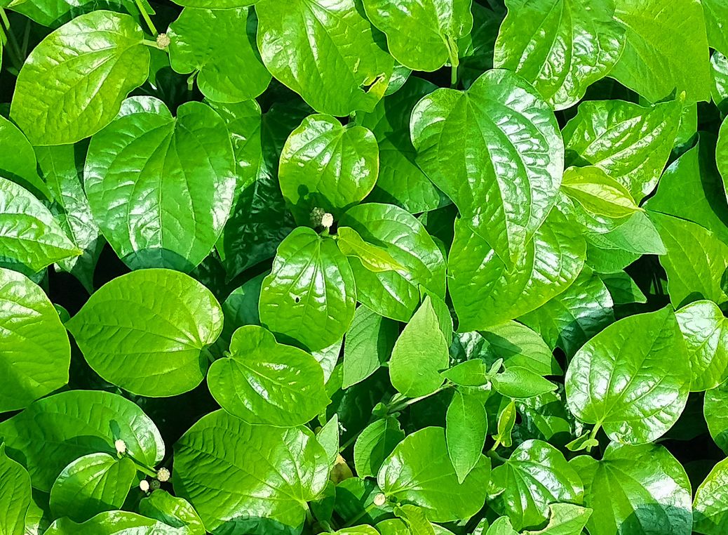 Tak hanya jadi obat mimisan, ini manfaat daun sirih untuk kulit yang ternyata bisa untuk mencerahkan kulit hingga mengurangi gatal.