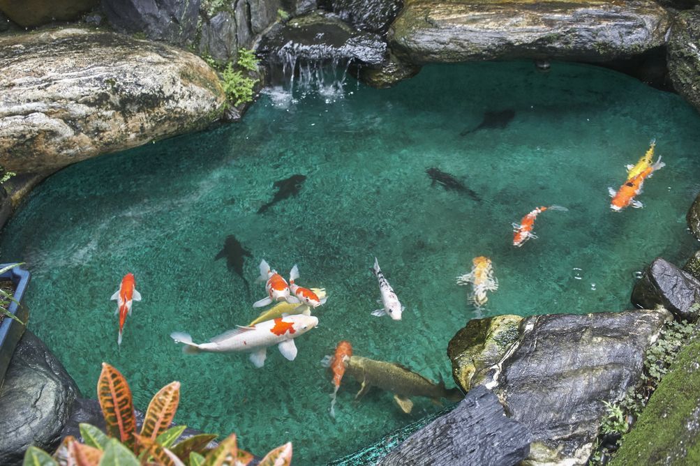 Penasaran kenapa ikan hias di kolam atau akuariummu gampang mati? Ketahui penyebabnya berikut ini agar bisa mengantisipasi!