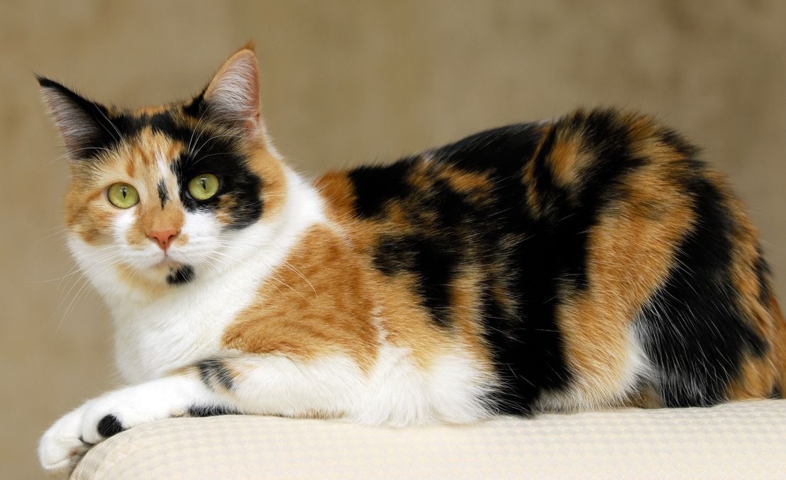 Kucing Calico memiliki pola warna bulu yang unik, dan bahkan menjadi maskot tiga negara bagian di Amerika Serikat. Yuk, cari tahu fakta lainnya!