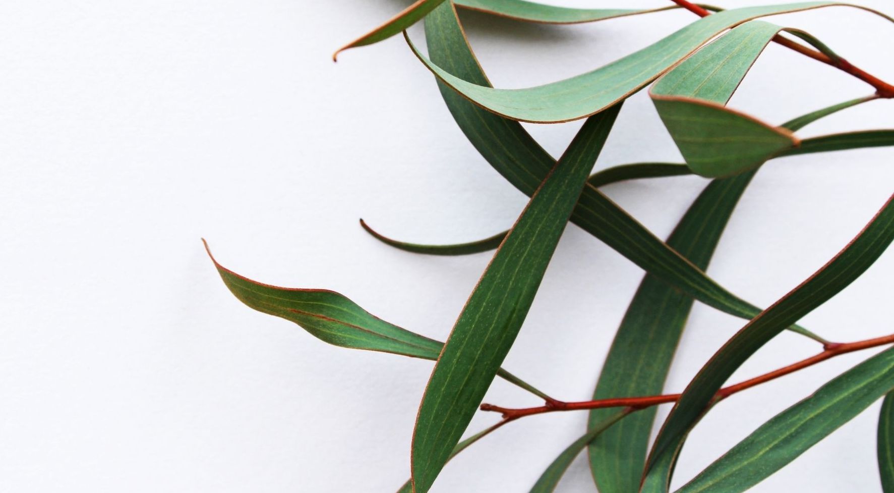 Kawan Puan, ternyata minyak eucalyptus efektif mengusir tikus dari rumah. Yuk, simak cara mengaplikasikannya!
