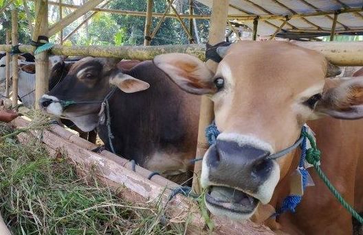 Waspadai wabah PMK di Indonesia jelang Iduladha. Kenali apa itu penyakit mulut dan kuku pada hewan ternak serta tanda klinisnya.