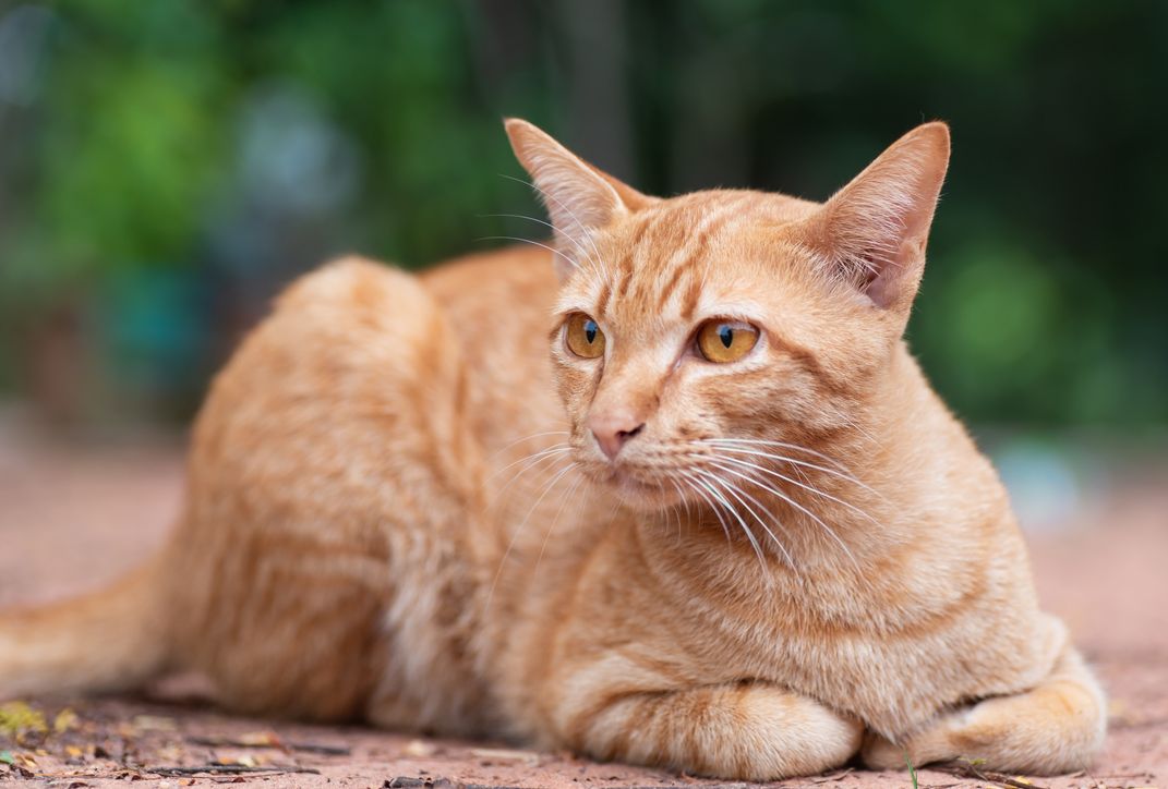 Kucing oranye kerap menjadi perbincangan di media sosial karena banyak tingkah dan terkesan galak. Yuk, cari tahu fakta unik kucing oranye lainnya!