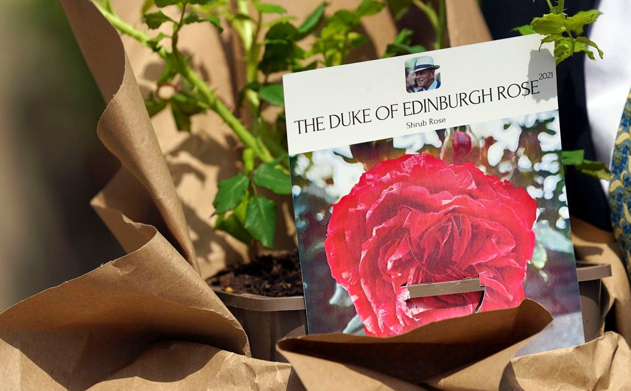 Ratu Elizabeth II memperingati ulang tahun Pangeran Philip, yang jatuh pada hari ini, dengan menanam bunga mawar Duke of Edinburgh Rose.