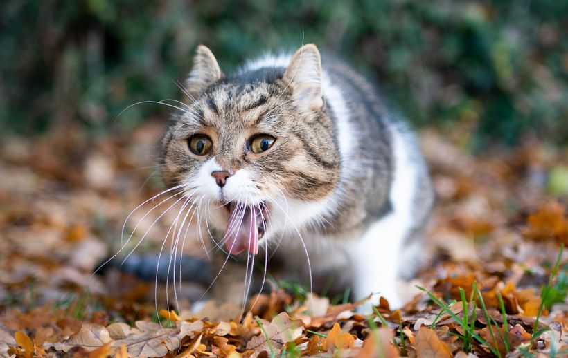Kucing liar datang ke rumahmu? Ini beberapa hal yang bisa kamu lakukan alih-alih langsung mengusirnya!