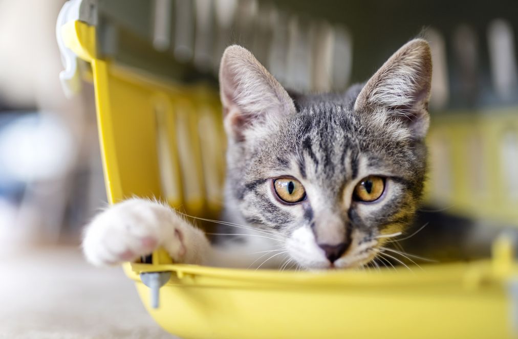 Kucing yang tidak nafsu makan memicu kekhawatiran tersendiri. Simak, begini cara mengatasi kucing tidak nafsu makan.