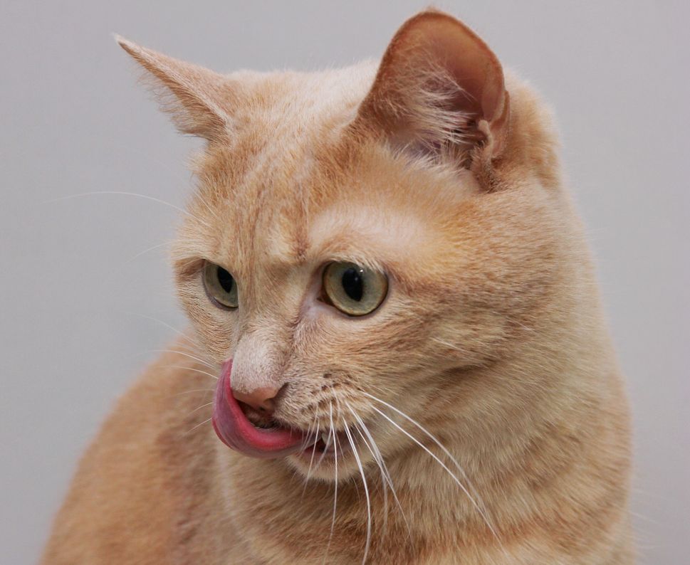 Kenapa kucing mengeluarkan air liur yang bau