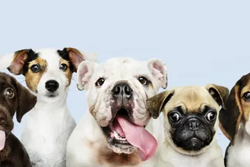Alasan anjing tidak menyukai makanannya