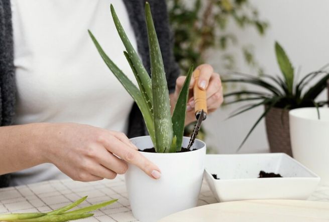 Tak disangka, ternyata lima jenis tanaman hias ini dianggap sebagai pembawa keberuntungan menurut feng shui. Apa saja?