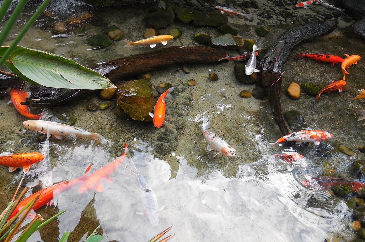 Tak hanya akan jadi hiasan, ini beberapa hal yang perlu kamu perhatikan sebelum membuat kolam ikan di rumah!