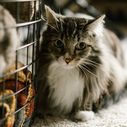 Segera Bawa Kucing Peliharaan ke Dokter Hewan jika Mengalami 5 Kondisi Ini