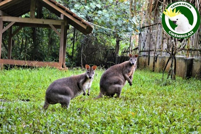 Taman Satwa Cikembulan