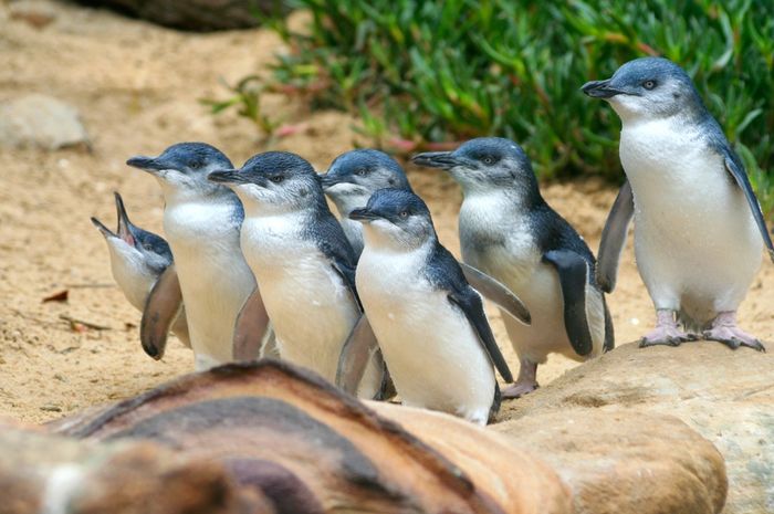 Sedih! Populasi Penguin Kecil Punah Akibat Kepindahan Tasmanian Devil