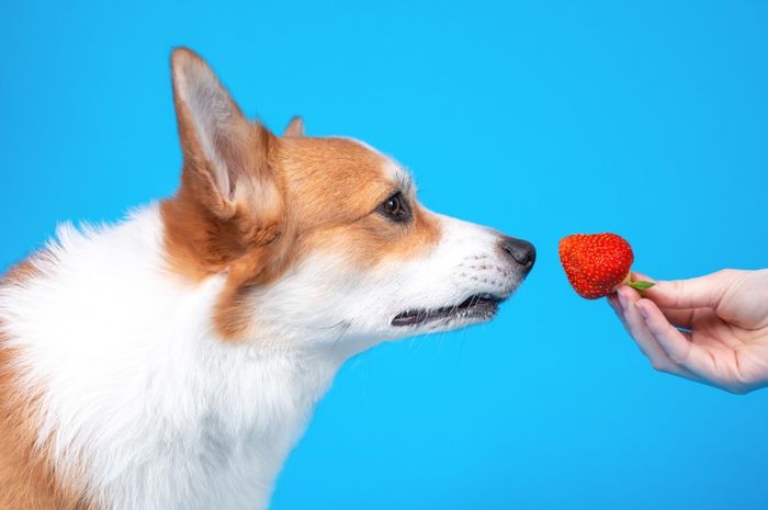 Buah Naga Untuk Anjing Peliharaan