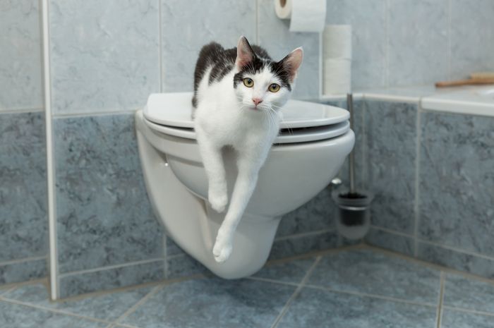 Kenapa Kucing Suka Minum Air di Toilet? Begini Cara Mencegahnya