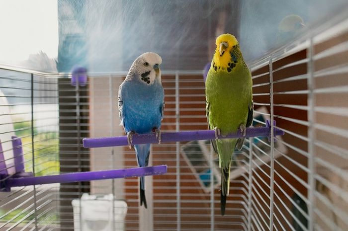 Burung Peliharaan Berkicau Malam Hari