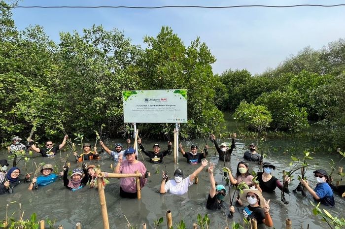 Upaya Mitigasi Perubahan Iklim 1000 Bibit Pohon Mangrove Ditanam Di