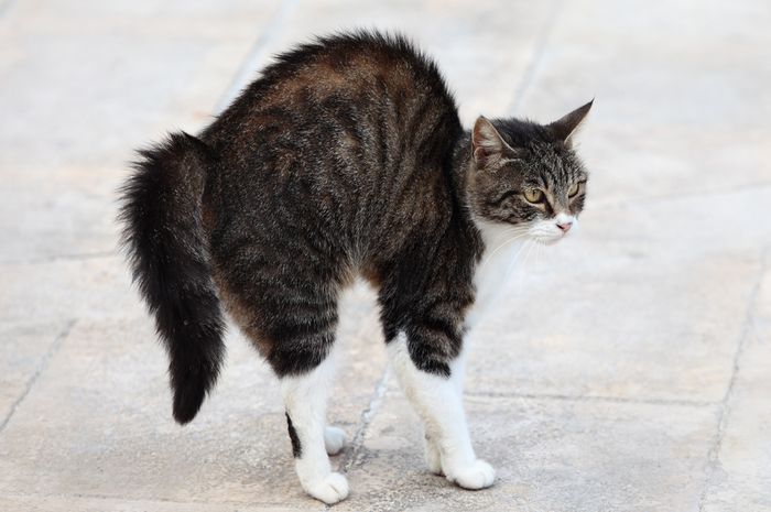 istock 118382319jpg 20220417013204 - 15 Penyebab Kucing Pergi Dari Rumah. Mana yang pernah kamu alami?