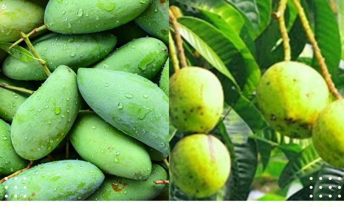 Perbedaan bentuk buah mangga (kiri) dan kuweni (kanan).