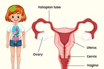 Pada organ reproduksi wanita bagian yang berfungsi sebagai tempat fertilisasi adalah