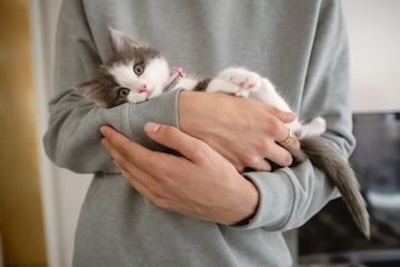 Hari Kucing Sedunia Ini Dia Cara Mencegah Sakit Perut Pada Kucing Parapuan