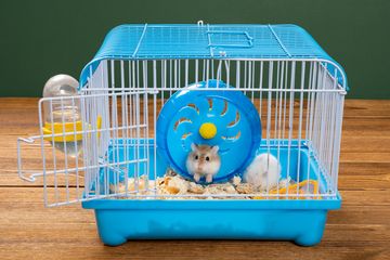 4 Tips Memilih Kandang Hamster, Perhatikan Ukuran dan Keamanannya - Semua  Halaman - Parapuan