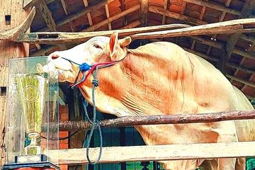 BERITA TERPOPULER TRENDING TOPIC: Sapi Kurban Jokowi hingga Dugaan ...